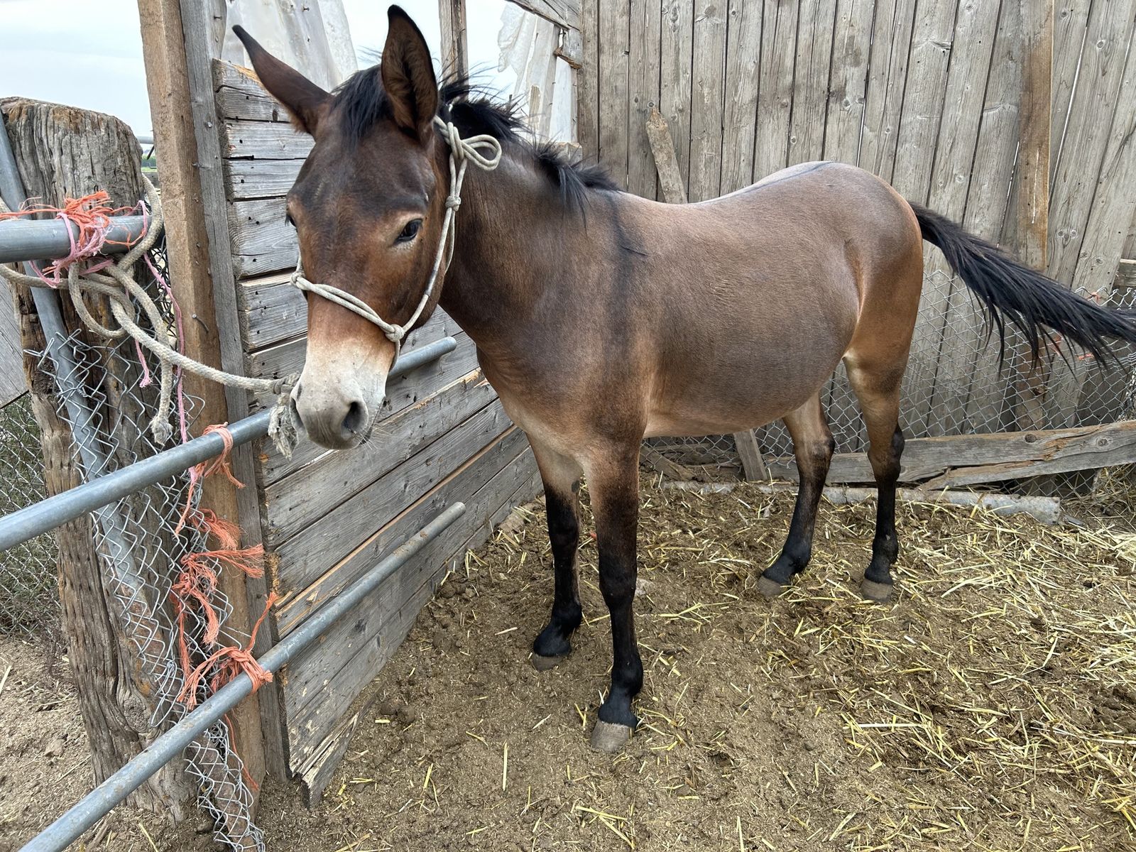 2 yr old molly