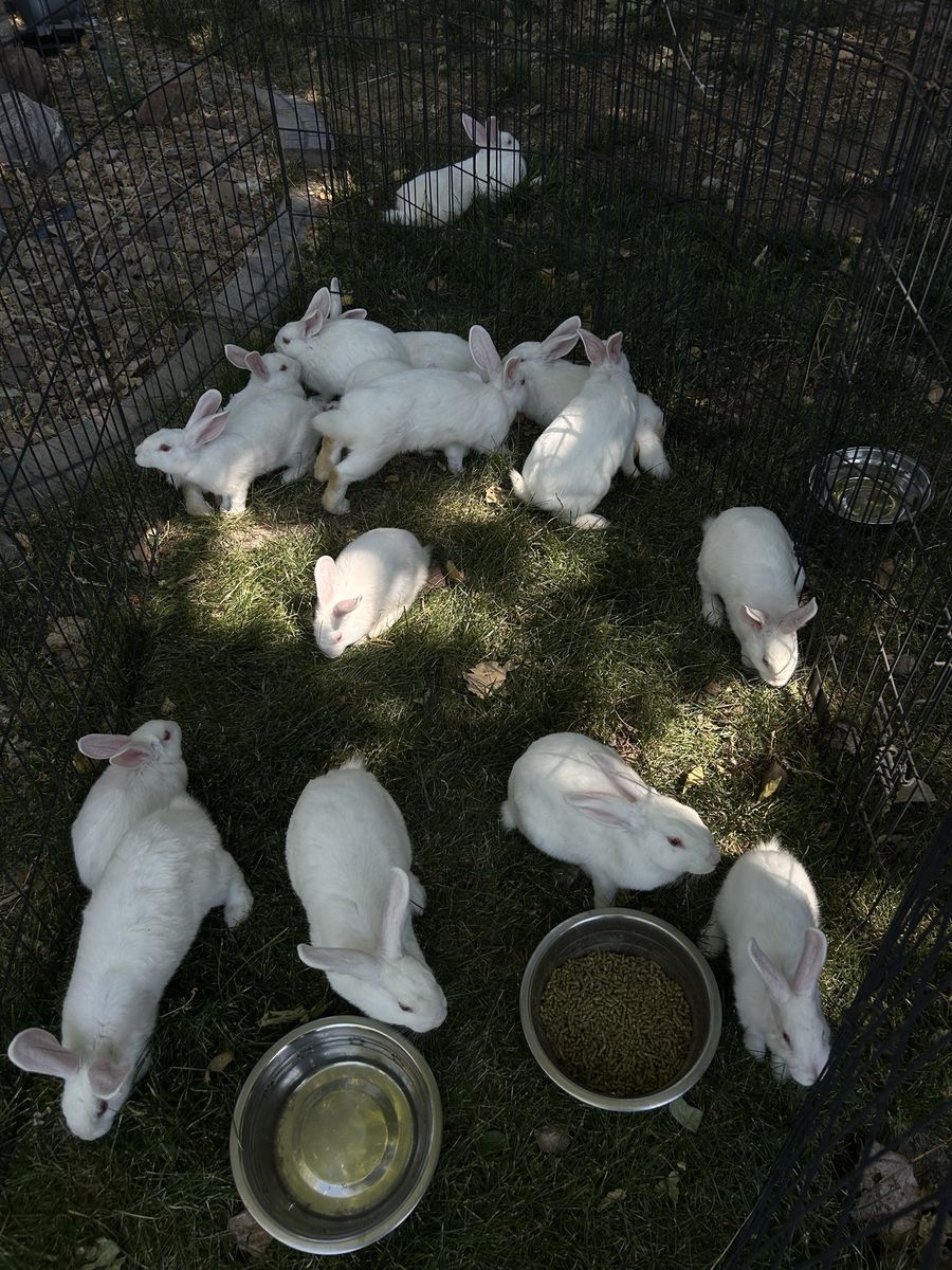 Purebred New Zealand rabbits