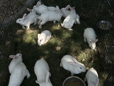 Purebred New Zealand rabbits