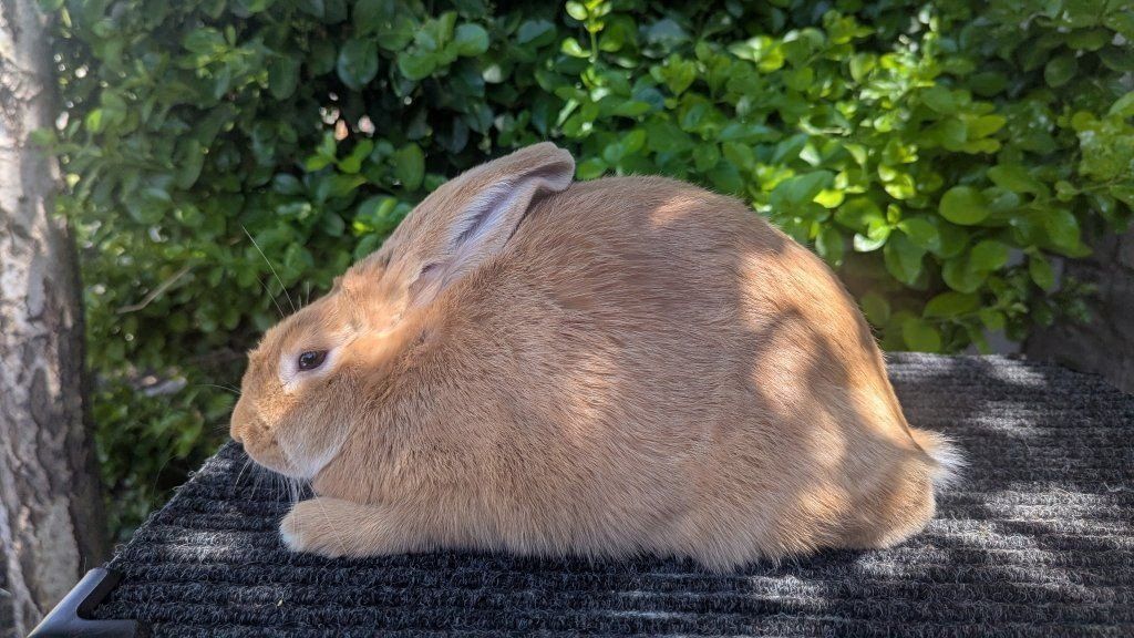 Palomino Meat/Breeding Rabbits