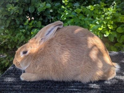 Palomino Meat/Breeding Rabbits