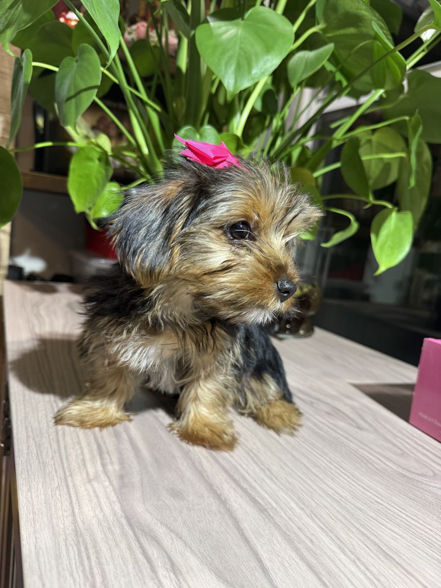 Yorkie Puppy