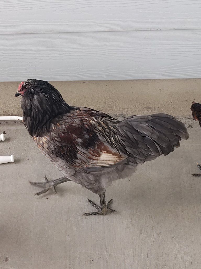 Free rooster