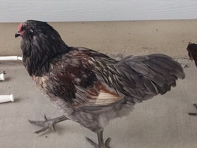 Free rooster
