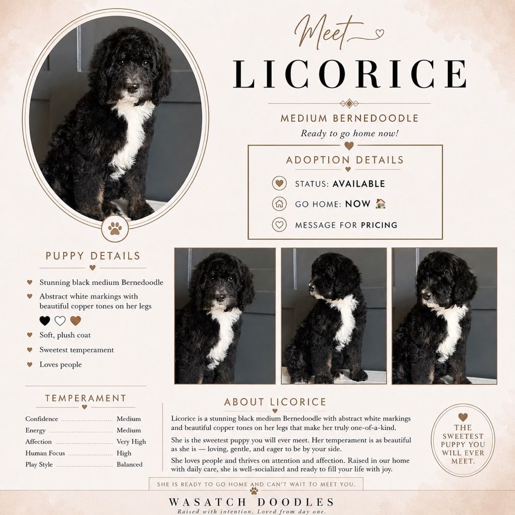 Medium F1b Bernedoodle Puppy