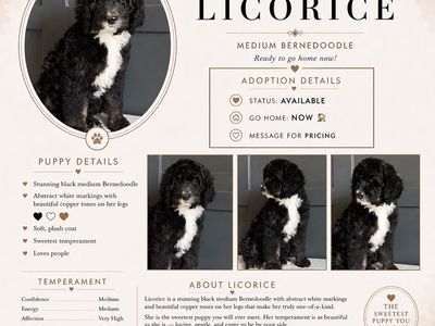Medium F1b Bernedoodle Puppy