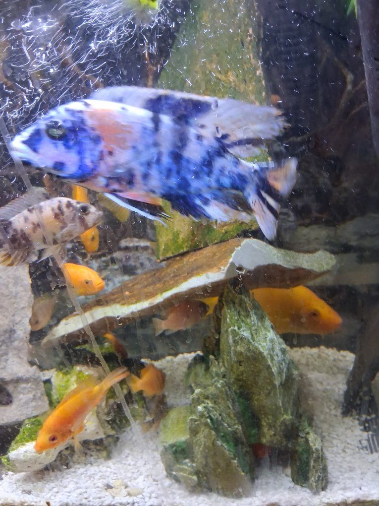 Assorted African Cichlids - Beautiful, Vibrant Freshwater Aquarium Fish