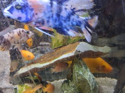 Assorted African Cichlids - Beautiful, Vibrant Freshwater Aquarium Fish