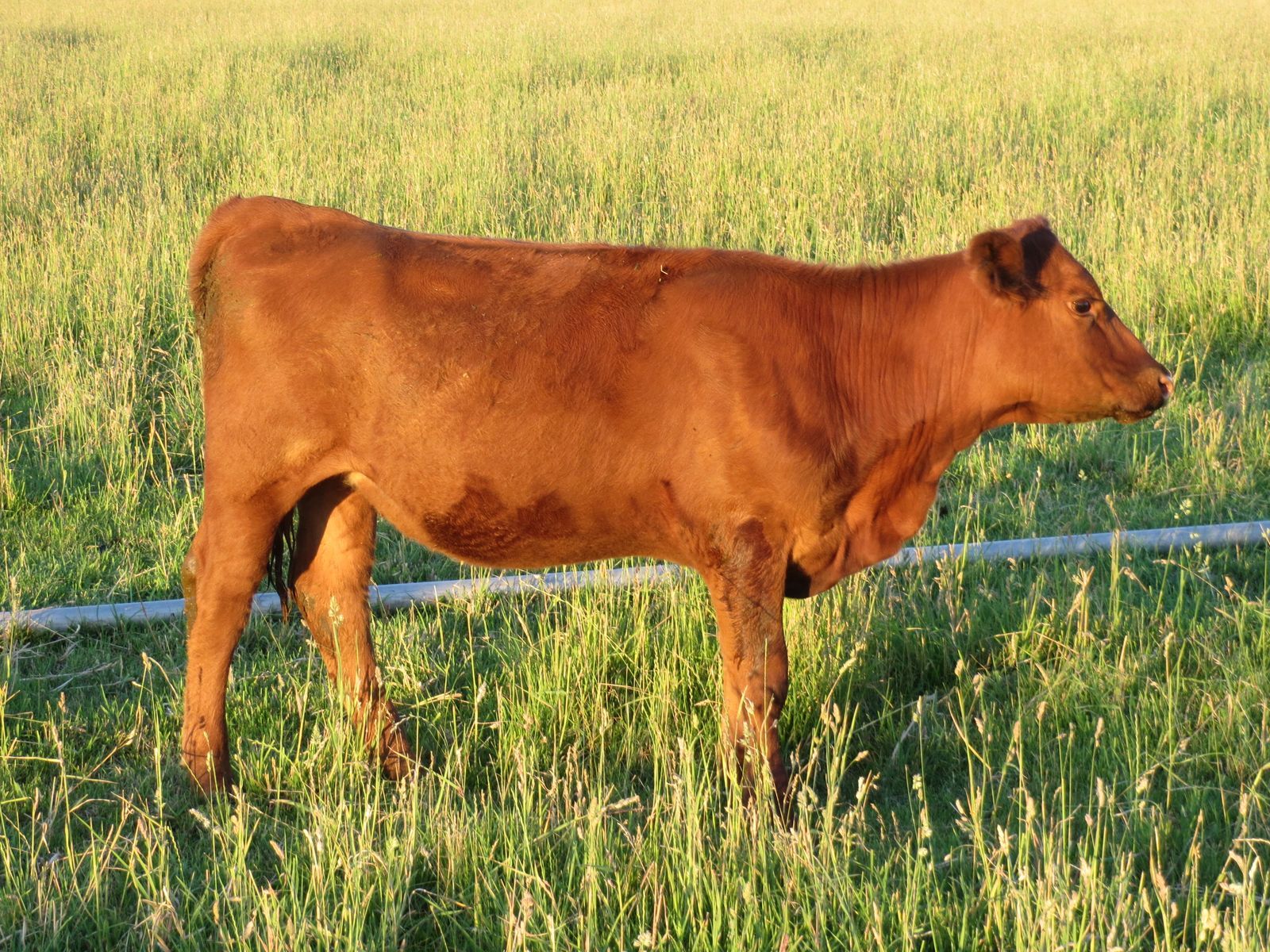 Red Pasture Heifer