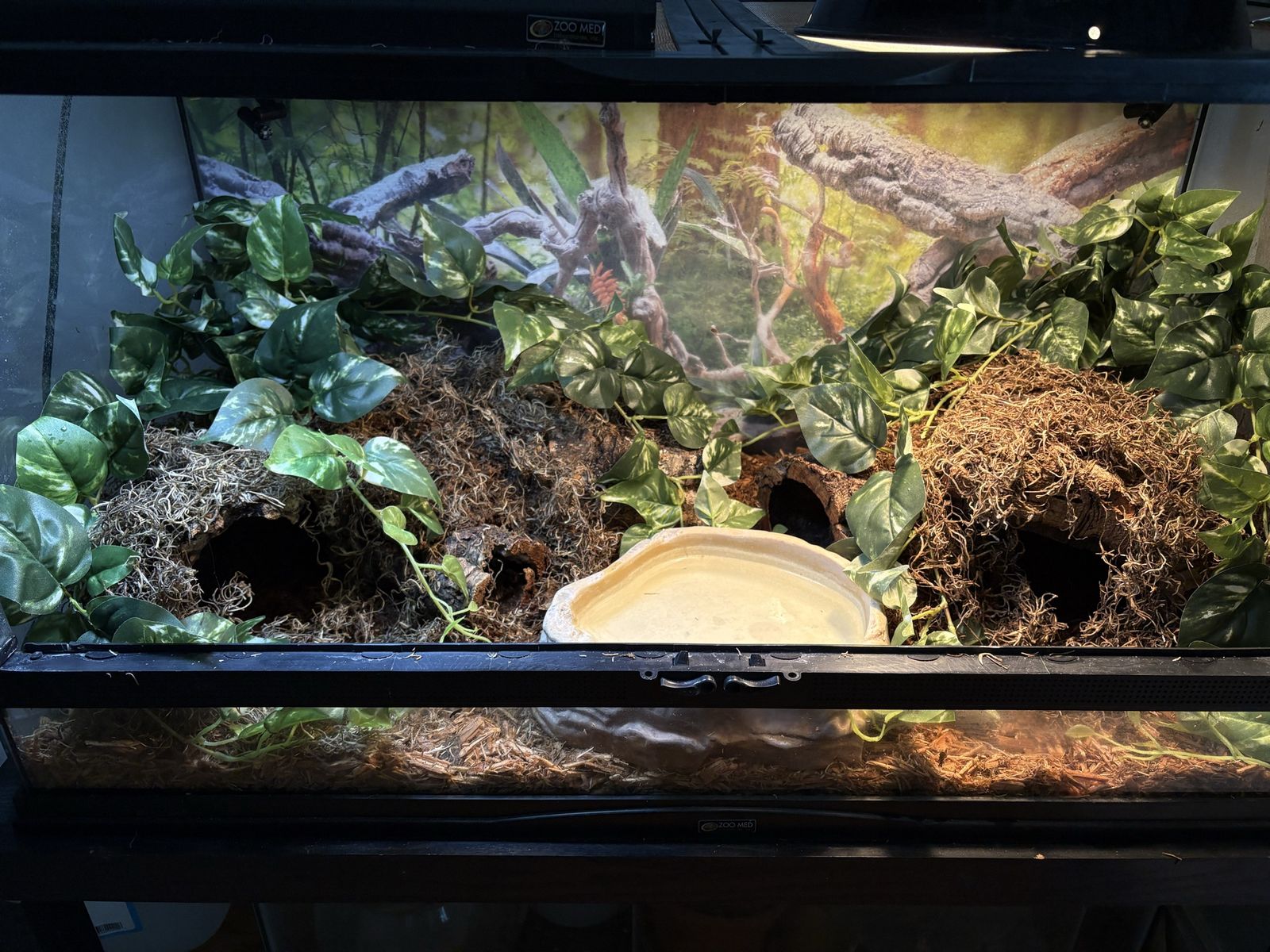 Female ball python + enclosure
