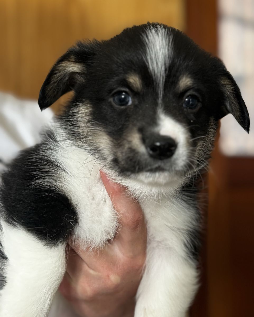 Pembroke Welsh Corgi Puppies