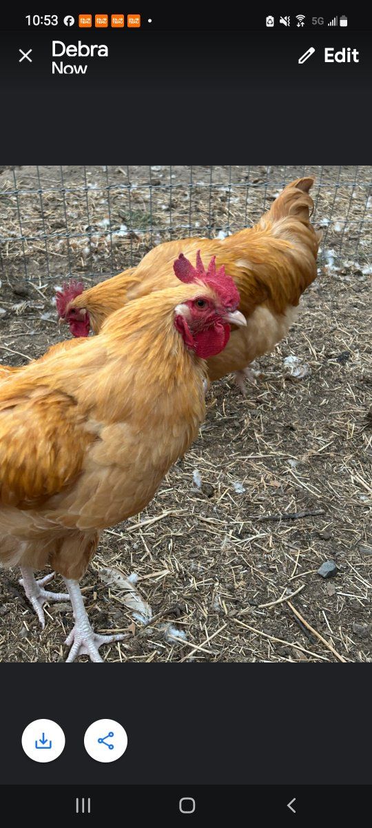 Roosters  3 months old Buff Orpington Chickens - Backyard Poultry roosters