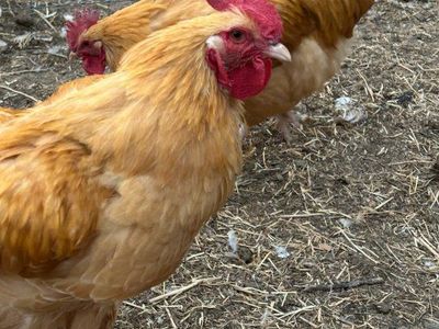 Roosters 3 months old Buff Orpington Chickens - Backyard Poultry roosters