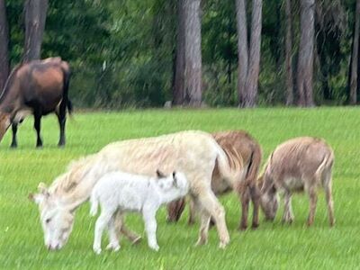 Mini and Micro Mini Donkeys waiting list for fall and spring babies!