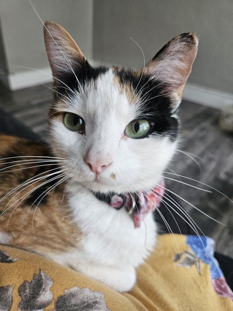 Calico Cat Marilyn Monroe dot face