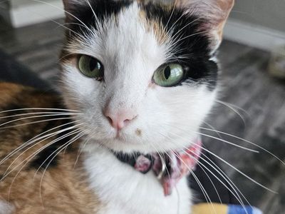 Calico Cat Marilyn Monroe dot face