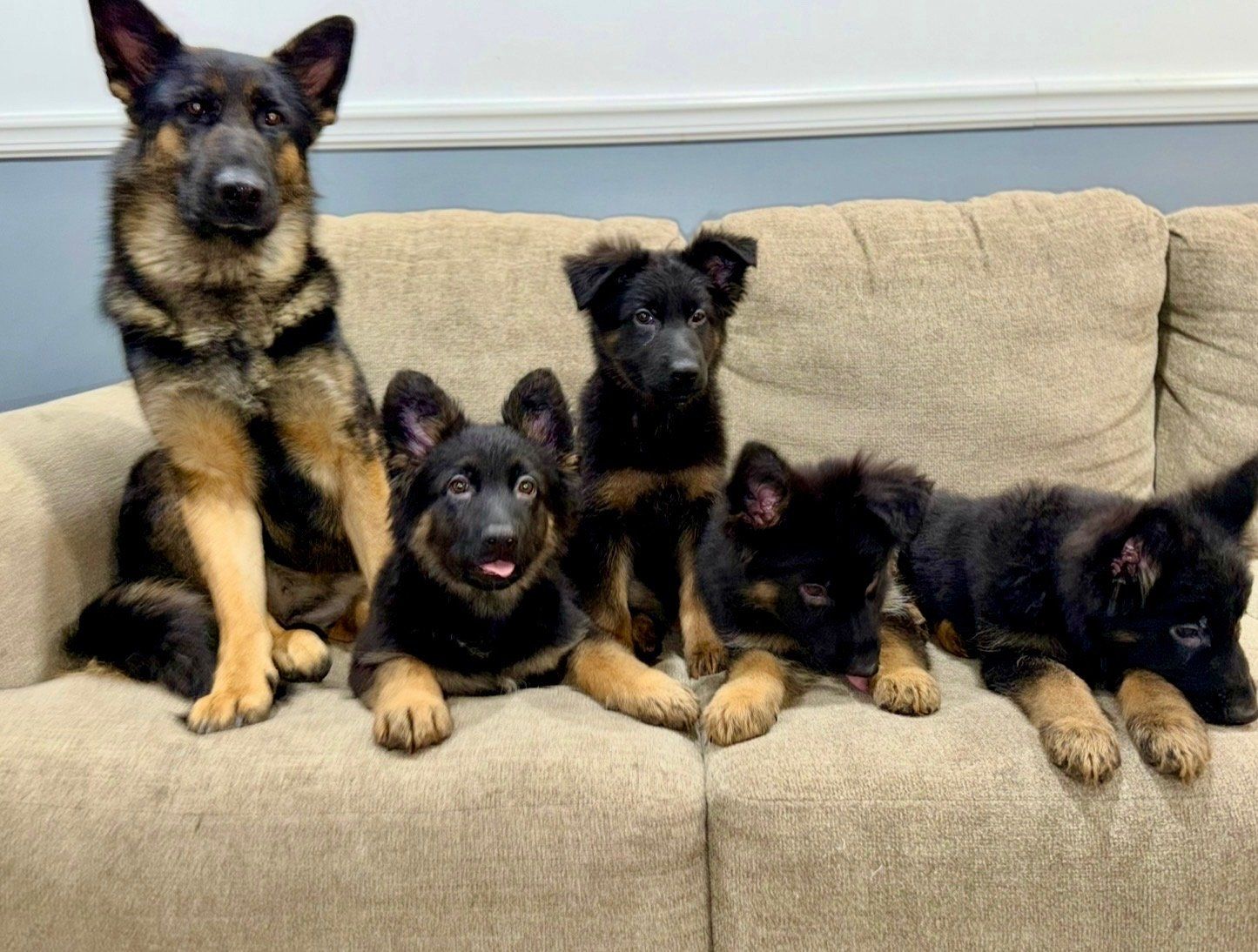 German Shepherd Puppies AKC