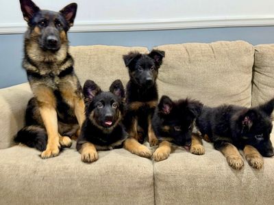 German Shepherd Puppies AKC