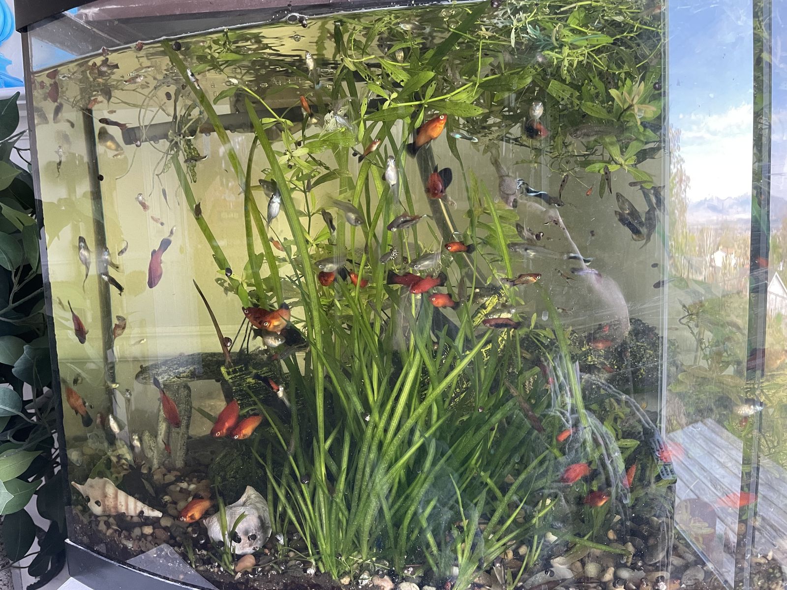 Fish aquarium