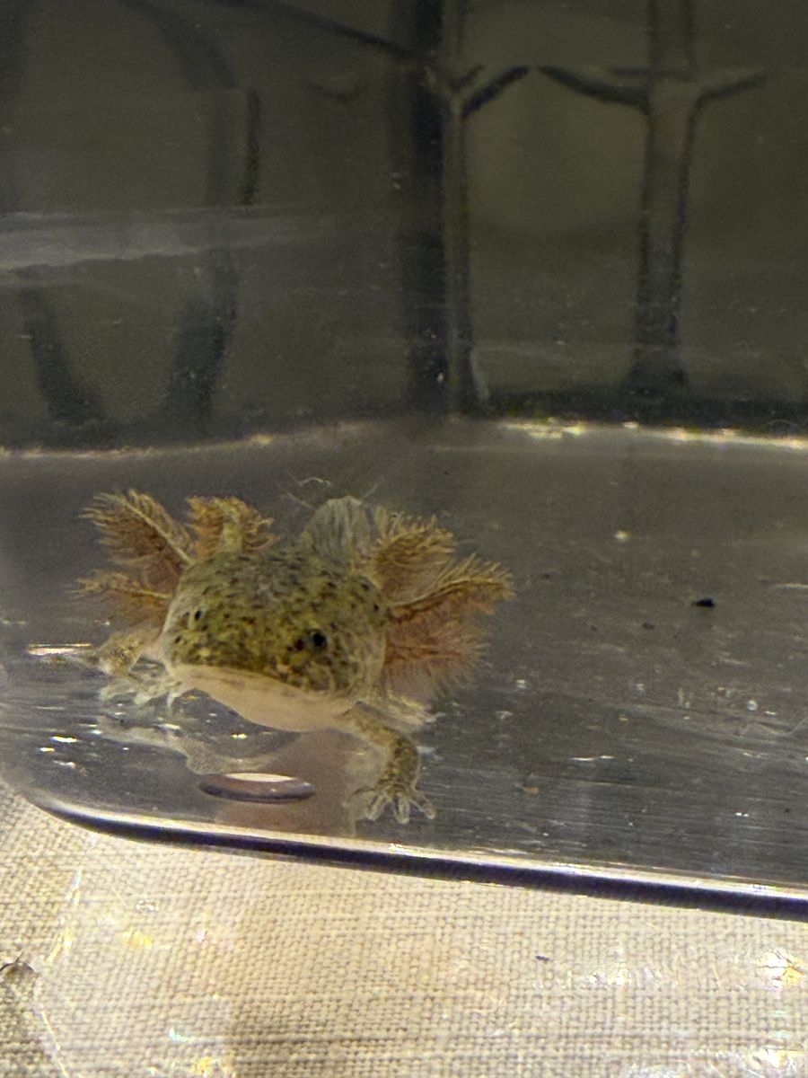 Axolotl