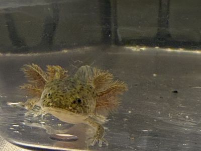 Axolotl