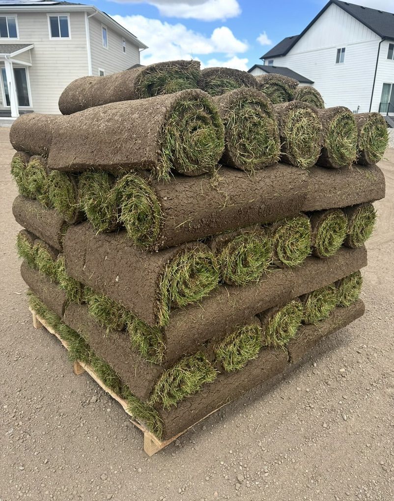 Premium Kentucky Bluegrass Sod (No Pallet Fees)