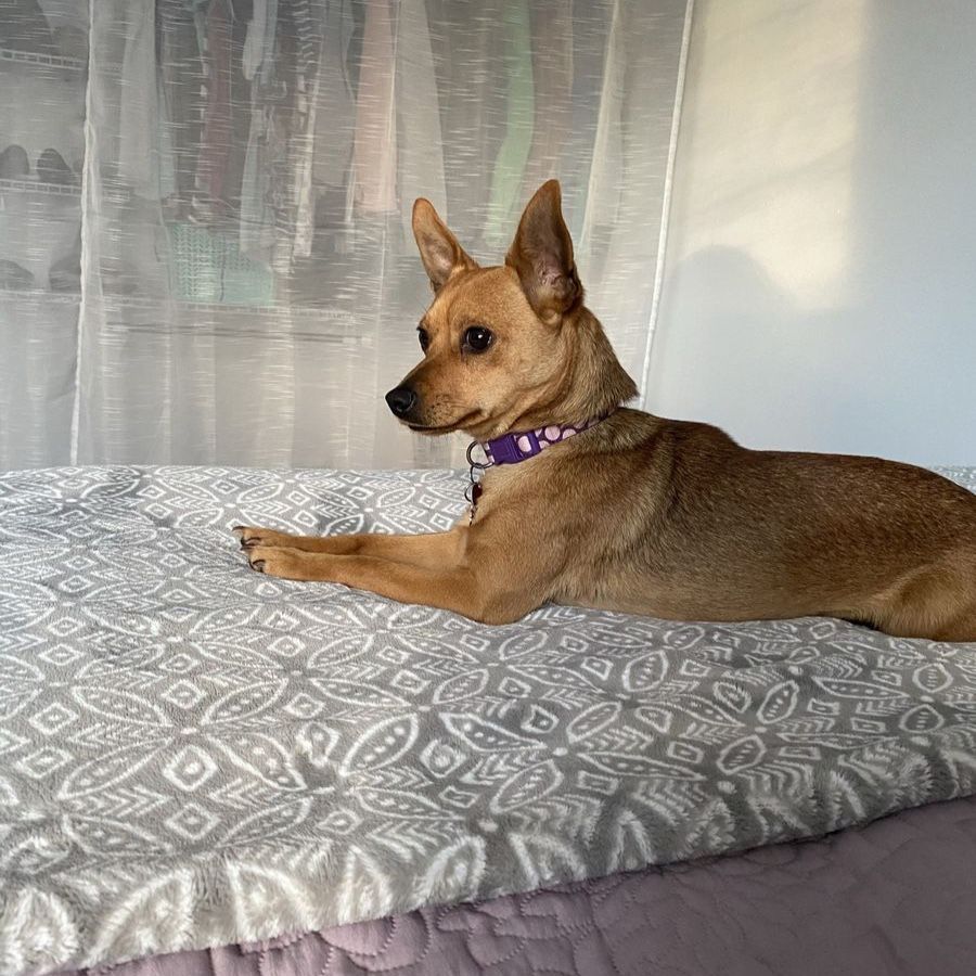 Yorkee pomchi mix