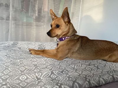 Yorkee pomchi mix