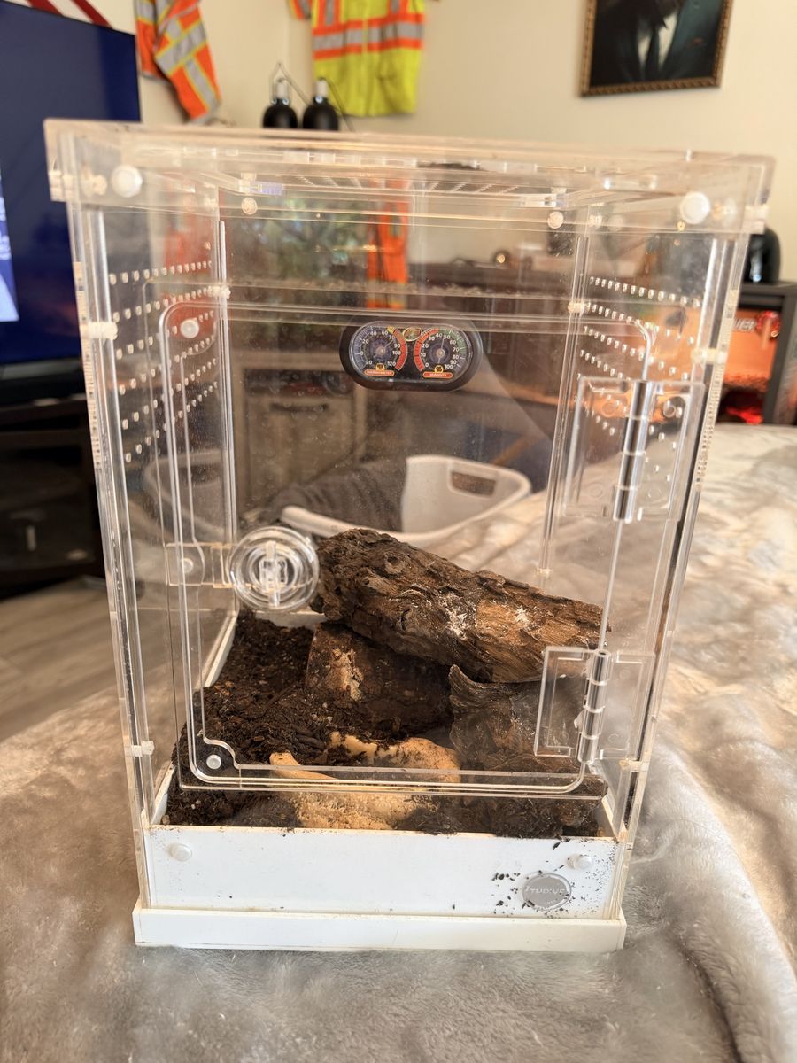 Curly Haired Tarantula