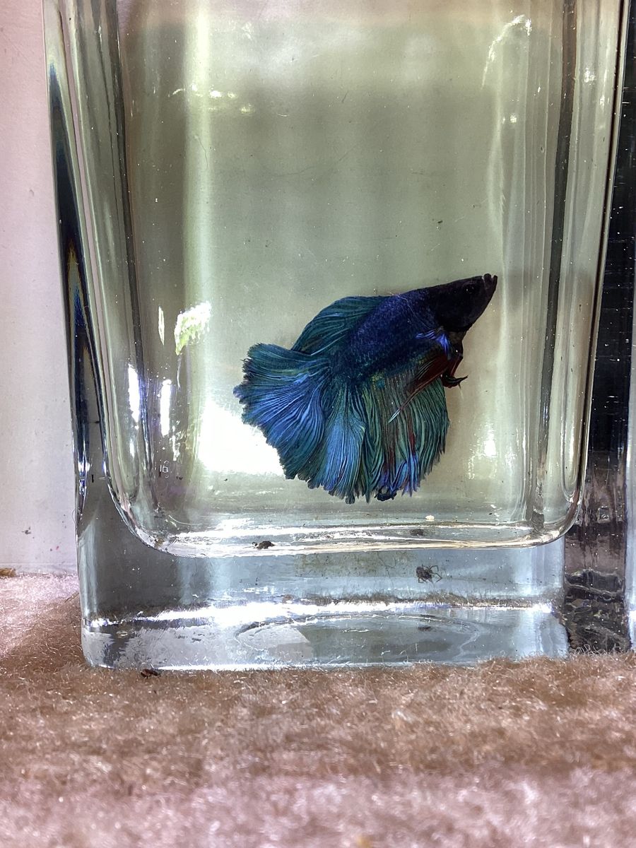Male Twintail Betta