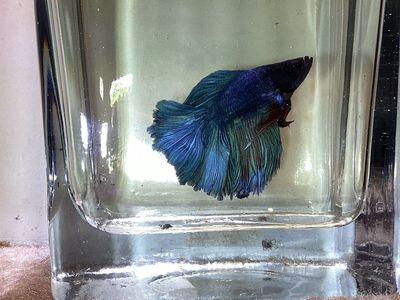 Male Twintail Betta