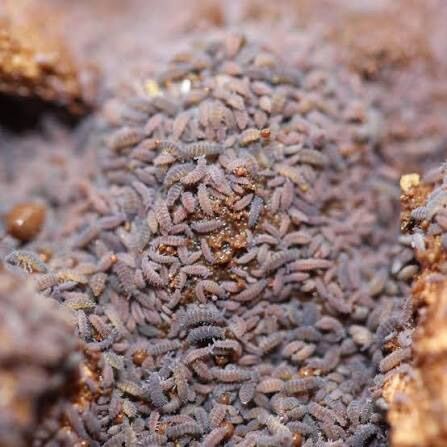 Lilac Springtails