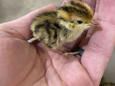 Jumbo Brown Coturnix Quail Chicks