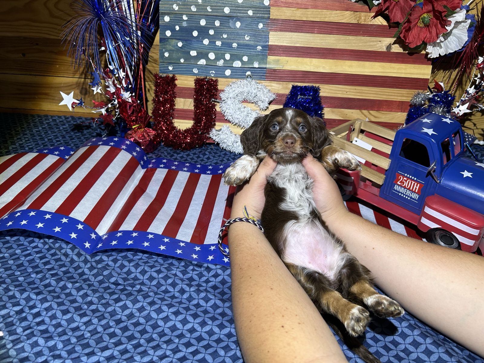 Akc Dachshund Puppies