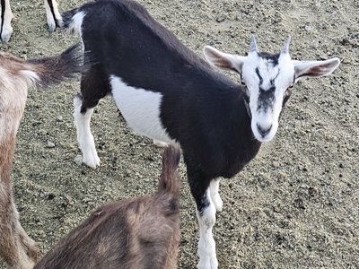 Goats! Saanan in milk, Nubian doelings, toggenburg crosses etc