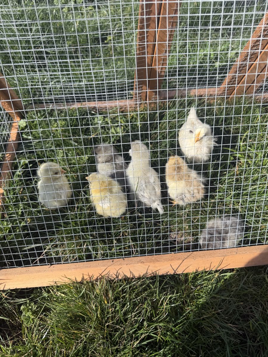 Baenyard Mix Chicks