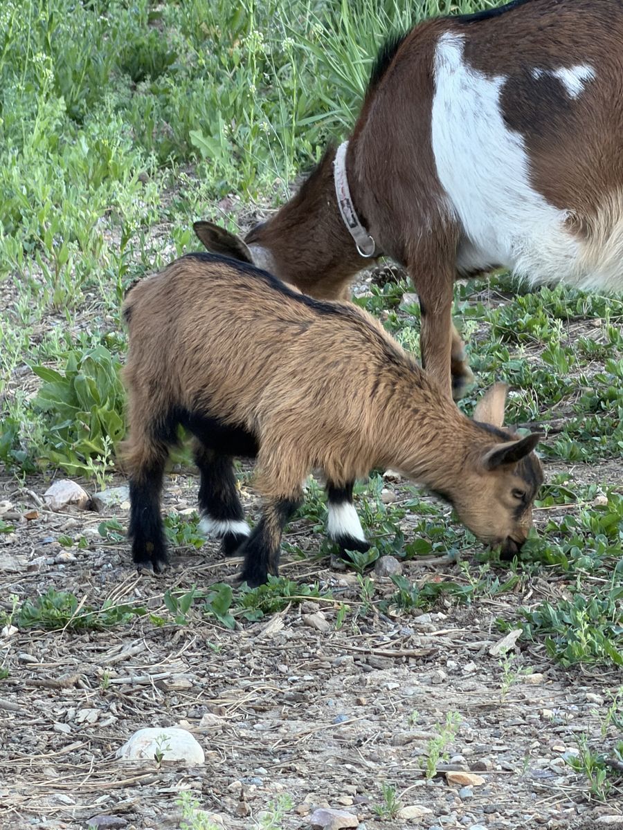 Nigerian Dwarf/Pygmy Goats