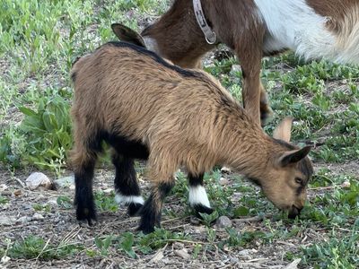 Nigerian Dwarf/Pygmy Goats