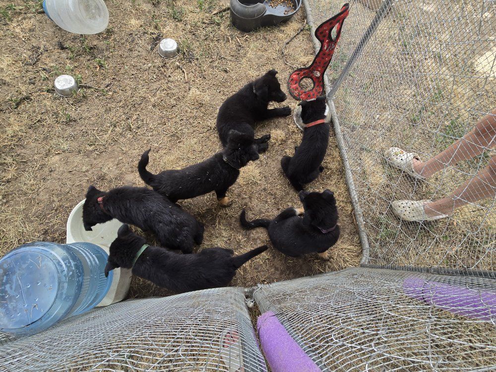 German Shepherd Puppies - Adorable Black Pups Ready for Adoption