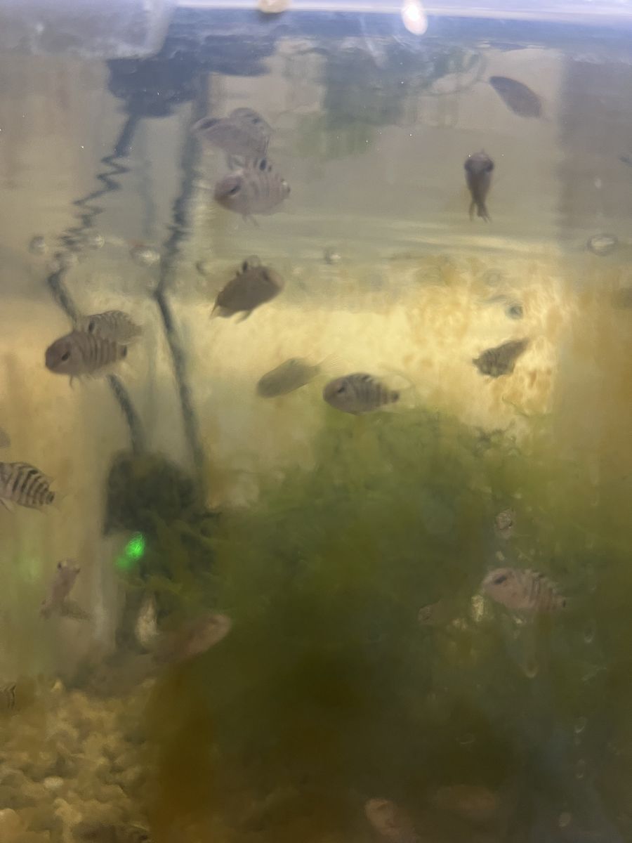 Convict Cichlid Fry