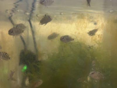 Convict Cichlid Fry