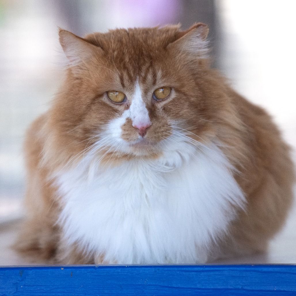 Hello my name is Torres