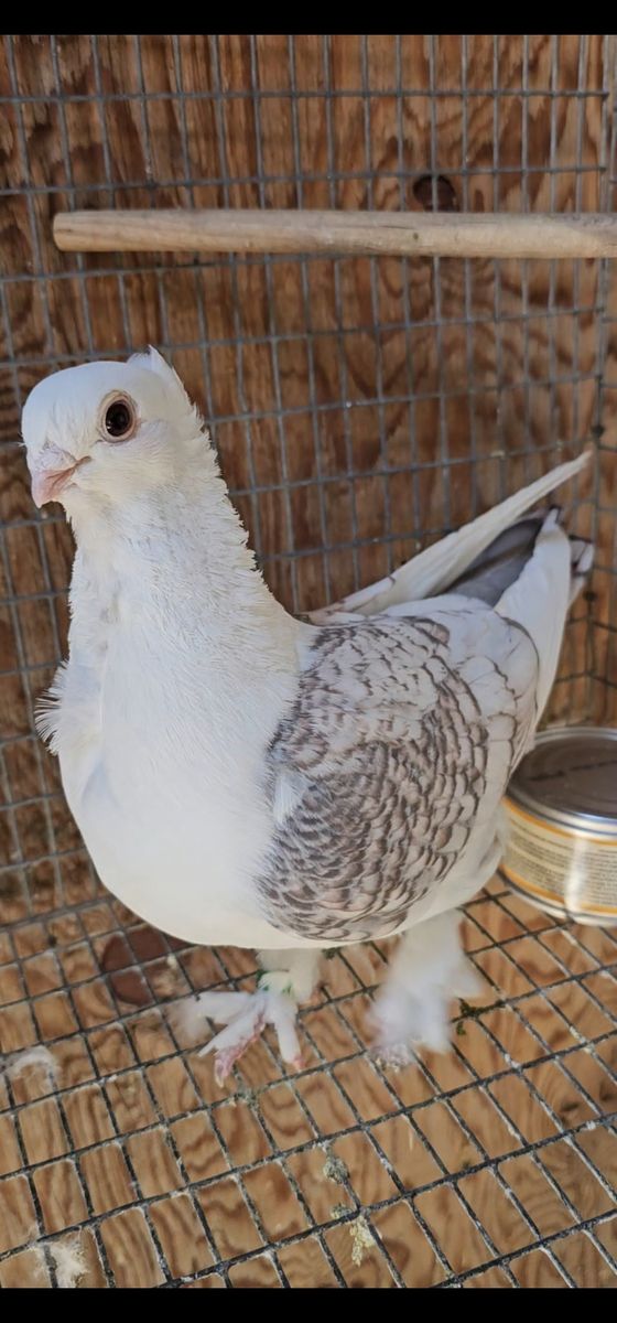 3 Pigeons