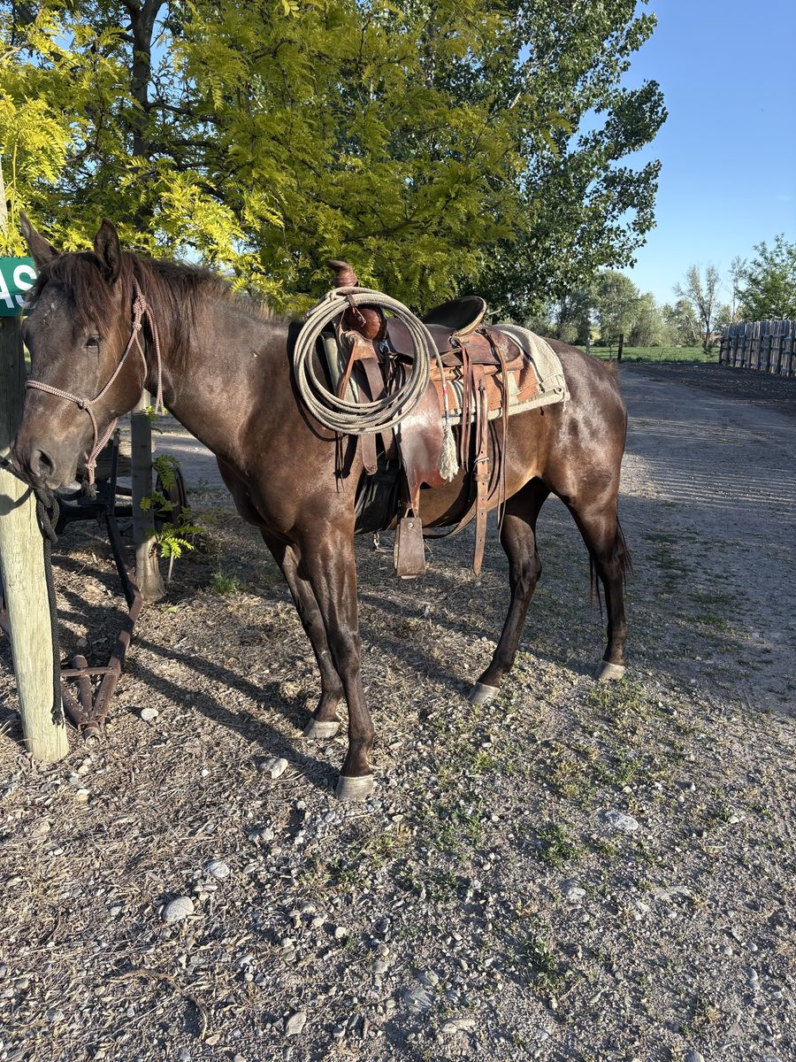 2Y/O AQHA GELDING