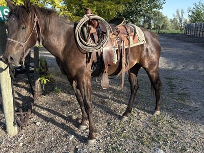 2Y/O AQHA GELDING