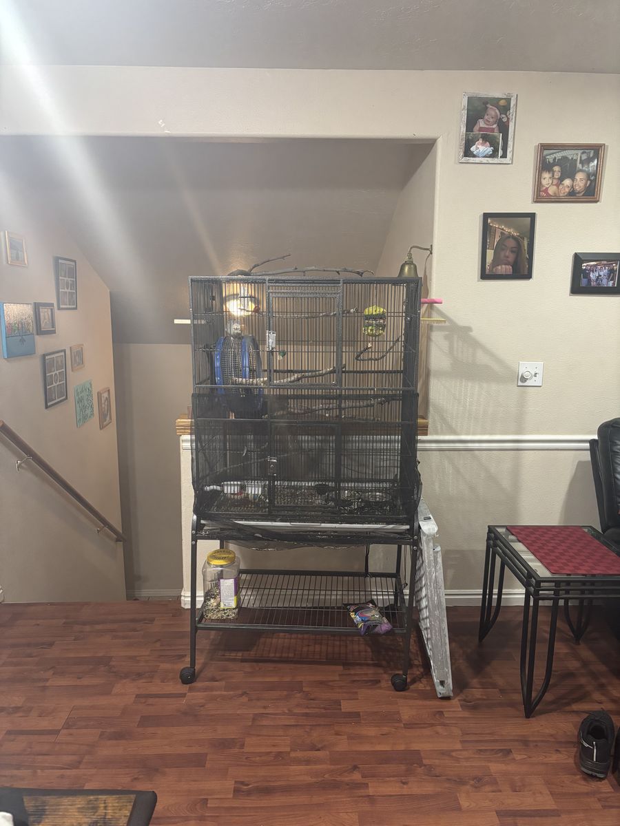Cage And Bird For Sale