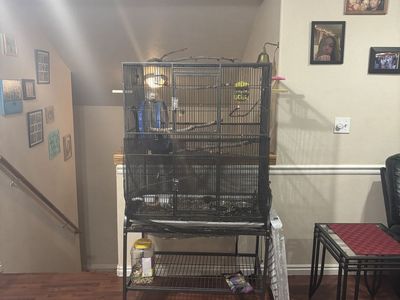 Cage And Bird For Sale