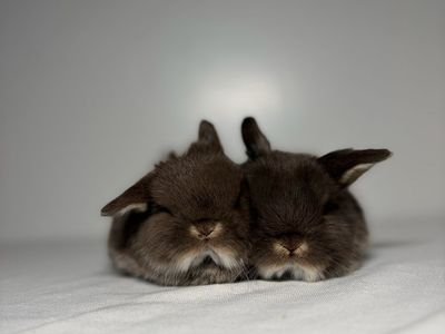 Holland Lop bucks