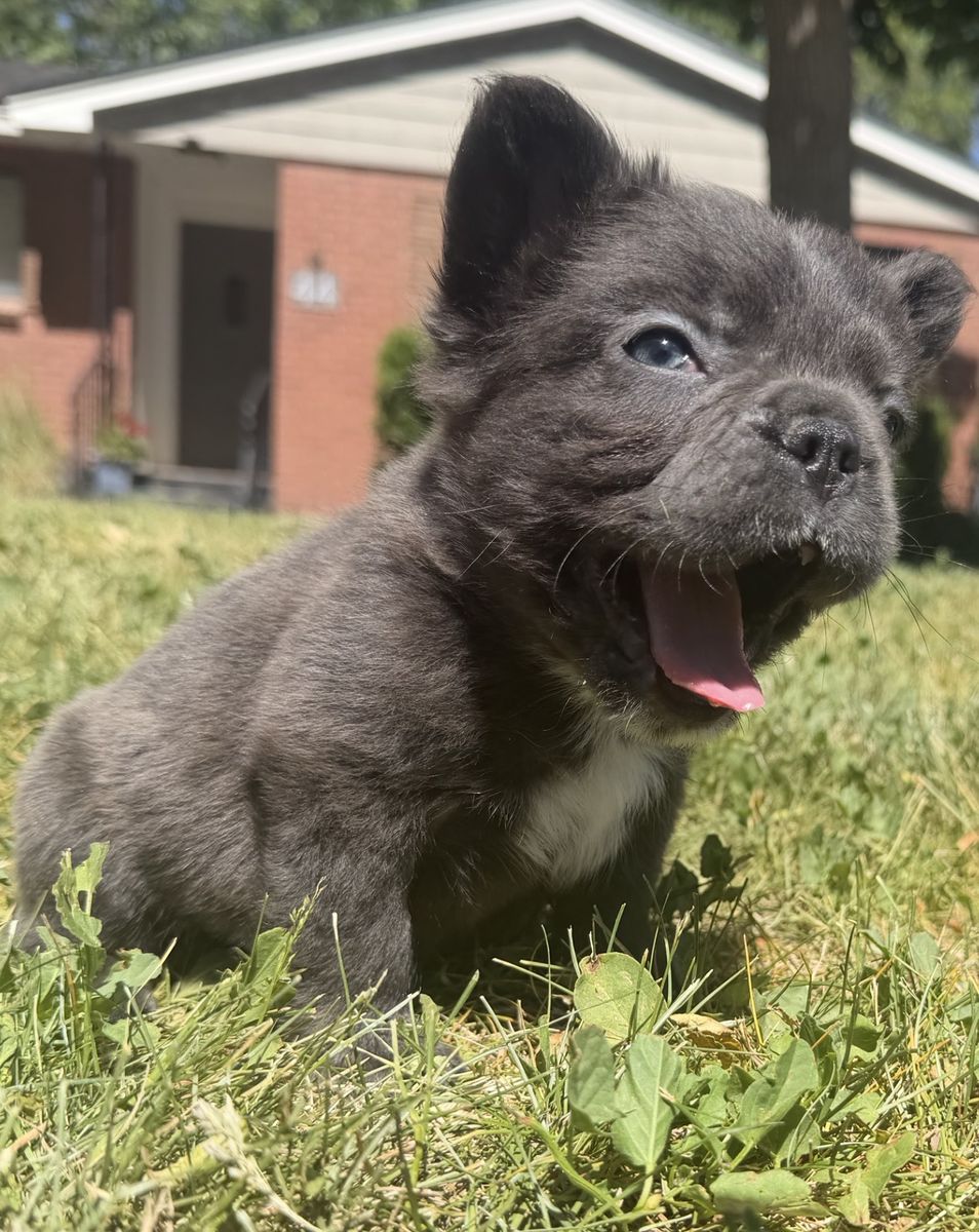AKC Registered Long Haired French Bulldog Puppies
