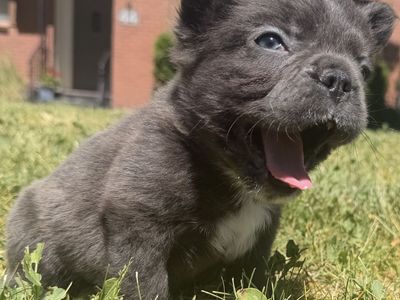 AKC Registered Long Haired French Bulldog Puppies